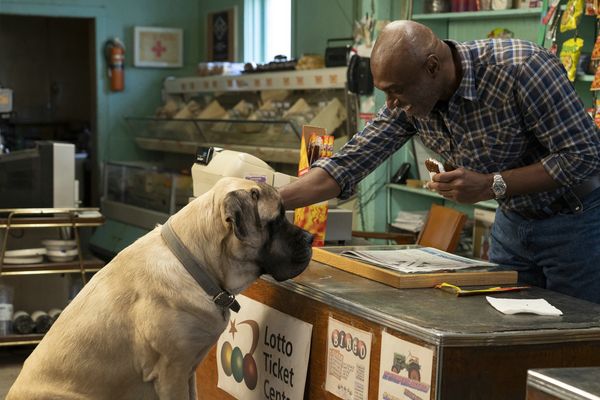 Produktbild: Bailey - Ein Hund kehrt zur&uuml;ck