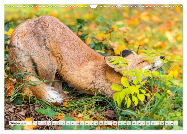 Produktbild: Popo-Kalender (Wandkalender 2026 DIN A3 quer), CALVENDO Monatskalender