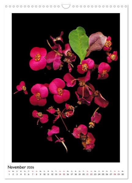 Produktbild: Bl&uuml;ten, toxisch aber wundersch&ouml;n (Wandkalender 2026 DIN A3 hoch), CALVENDO Monatskalender