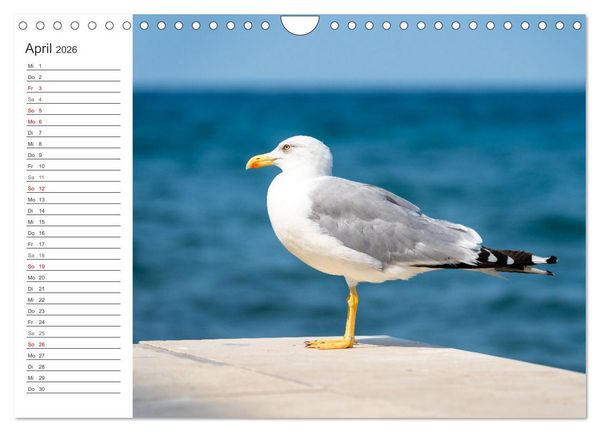 Produktbild: Koper - Slowenien Kalender (Wandkalender 2026 DIN A4 quer), CALVENDO Monatskalender