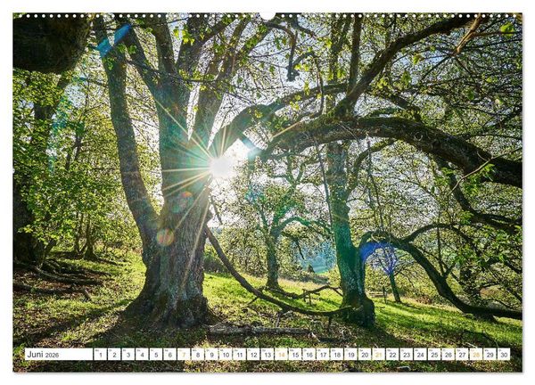Produktbild: B&auml;ume im Altm&uuml;hltal (Wandkalender 2026 DIN A2 quer), CALVENDO Monatskalender