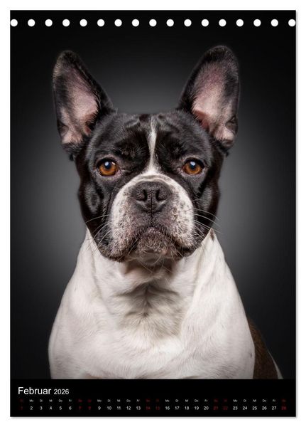 Produktbild: Bullyzauber - Franz&ouml;sische Bulldoggen (Tischkalender 2026 DIN A5 hoch), CALVENDO Monatskalender