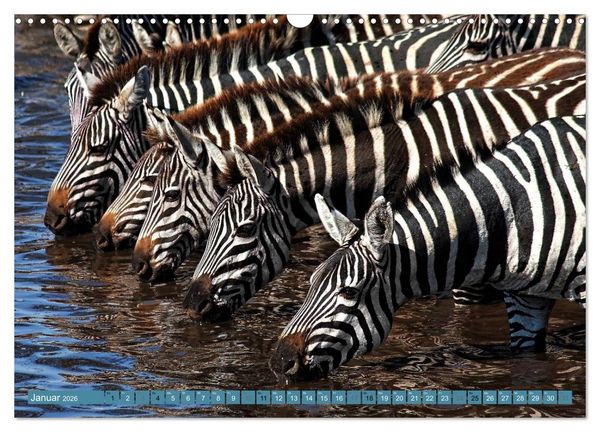 Produktbild: Afrikas Tierwelt: Zebras (Wandkalender 2026 DIN A3 quer), CALVENDO Monatskalender