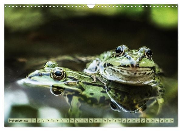 Produktbild: Fr&ouml;hliche Fr&ouml;sche (Wandkalender 2026 DIN A3 quer), CALVENDO Monatskalender