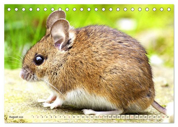 Produktbild: Nagetiere. Hamster, Kaninchen und Co. (Tischkalender 2026 DIN A5 quer), CALVENDO Monatskalender