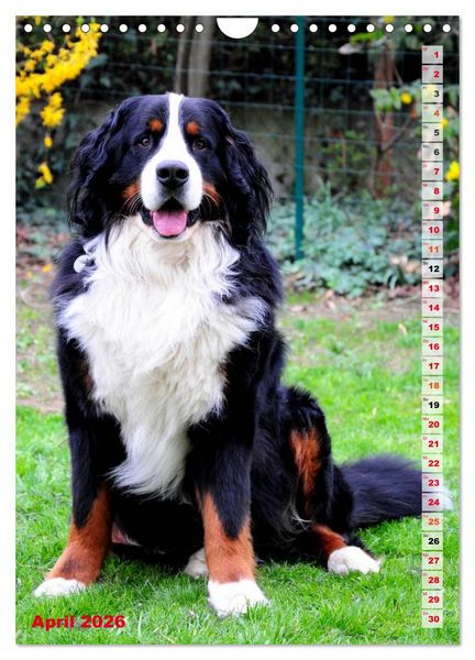 Produktbild: B&Auml;R - Der Berner Sennenhund (Wandkalender 2026 DIN A4 hoch), CALVENDO Monatskalender