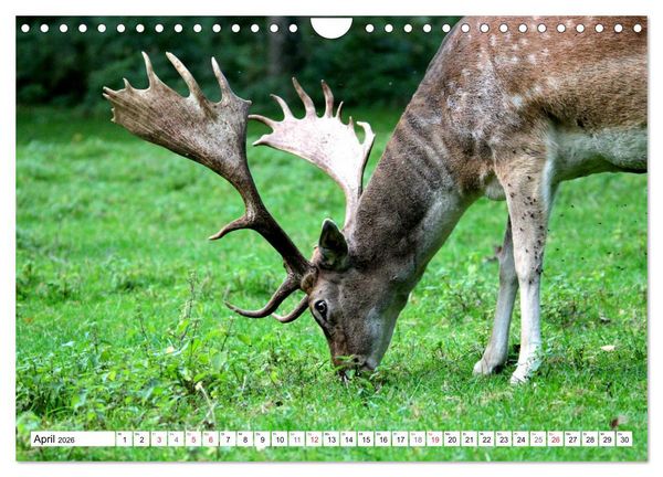 Produktbild: Der Damhirsch - Der Schaufeltr&auml;ger des Waldes (Wandkalender 2026 DIN A4 quer), CALVENDO Monatskalender