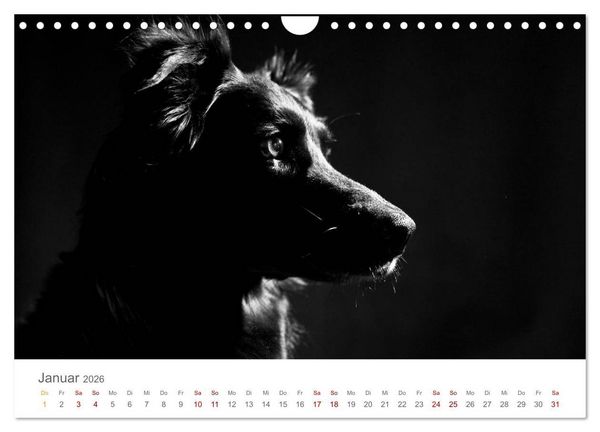 Produktbild: Hundeportraits Fine Art (Wandkalender 2026 DIN A4 quer), CALVENDO Monatskalender