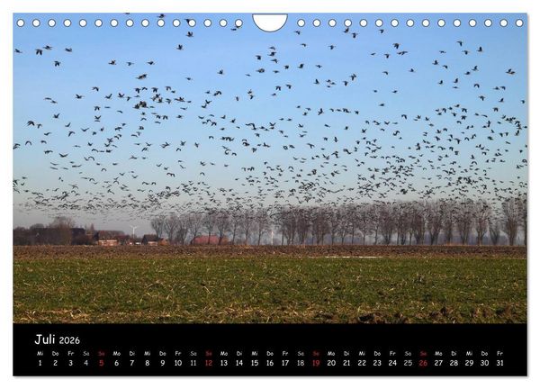 Produktbild: Schrei der Wildg&auml;nse (Wandkalender 2026 DIN A4 quer), CALVENDO Monatskalender