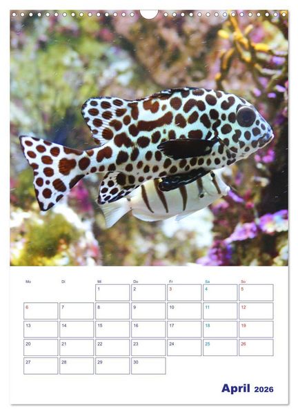 Produktbild: Bunte Meereswelten (Wandkalender 2026 DIN A3 hoch), CALVENDO Monatskalender