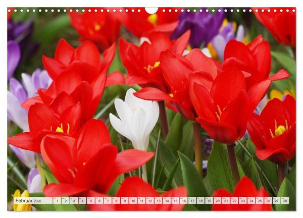 Produktbild: Roter Glanz Bl&uuml;tenpracht (Wandkalender 2026 DIN A3 quer), CALVENDO Monatskalender