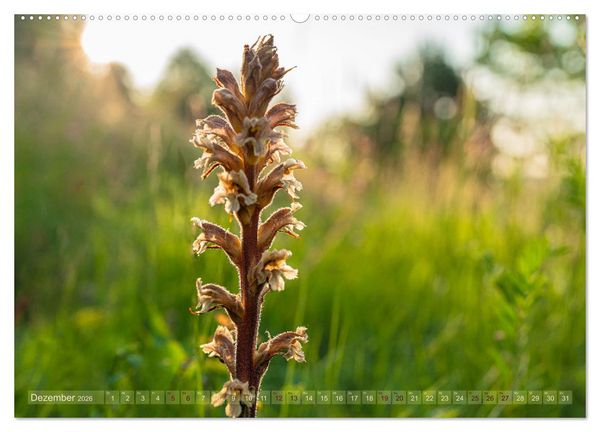 Produktbild: Orchideenzeit auf der Schw&auml;bischen Alb (hochwertiger Premium Wandkalender 2026 DIN A2 quer), Kunstdruck in Hochglanz