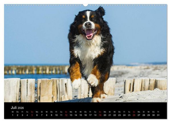 Produktbild: Treuer Freund Berner Sennenhund (hochwertiger Premium Wandkalender 2026 DIN A2 quer), Kunstdruck in Hochglanz