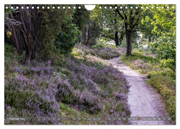 Produktbild: Die L&uuml;neburger Heide - In voller Bl&uuml;te (Wandkalender 2026 DIN A4 quer), CALVENDO Monatskalender