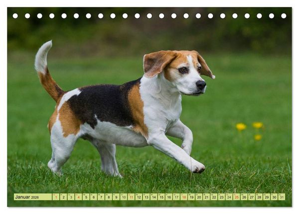 Produktbild: Beagle - Herz auf 4 Pfoten (Tischkalender 2026 DIN A5 quer), CALVENDO Monatskalender
