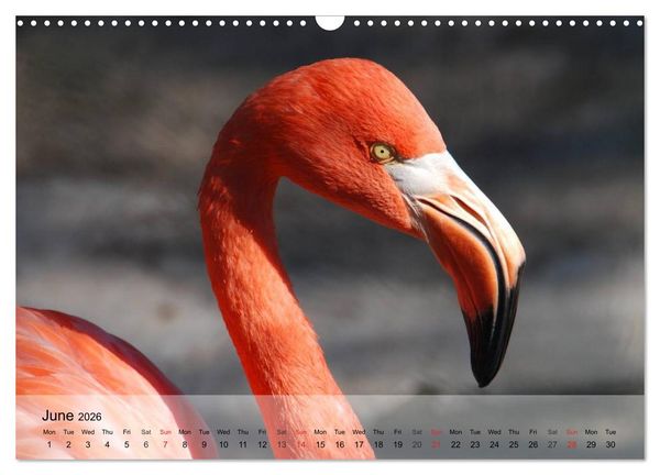 Produktbild: Flamingos Think pink (Wall Calendar 2026 DIN A3 landscape), CALVENDO 12 Month Wall Calendar