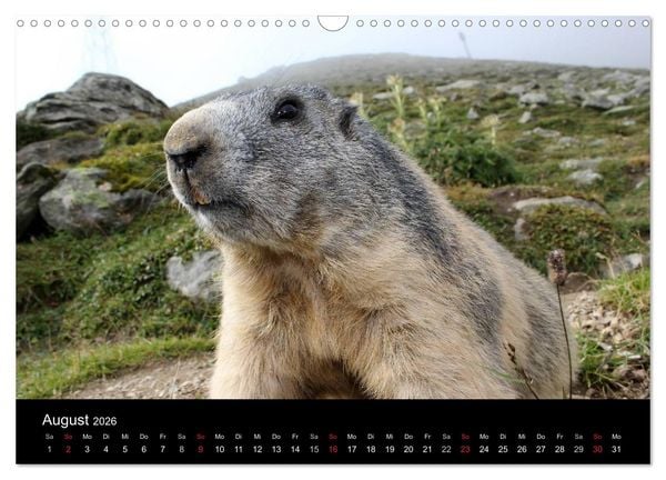 Produktbild: Murmeltiere (Wandkalender 2026 DIN A3 quer), CALVENDO Monatskalender
