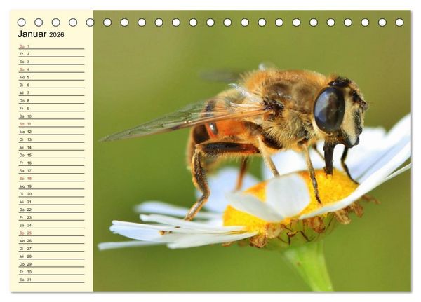 Produktbild: Flei&szlig;ige Bienen. Von der Bl&uuml;te bis zum Honig (Tischkalender 2026 DIN A5 quer), CALVENDO Monatskalender