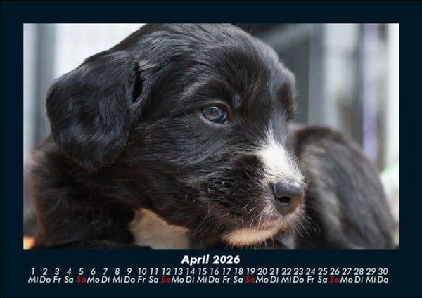 Produktbild: Welpen 2026 Fotokalender DIN A5