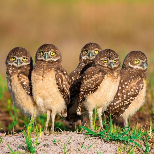 Produktbild: Magic Owls 2027