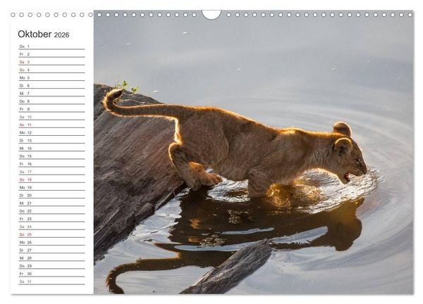 Produktbild: Emotionale Momente: L&ouml;wenbabys - so s&uuml;&szlig;. (Wandkalender 2026 DIN A3 quer), CALVENDO Monatskalender