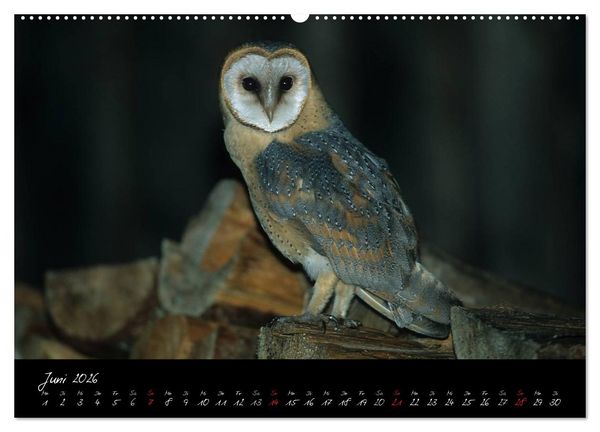 Produktbild: Heimische Eulen und Greife (hochwertiger Premium Wandkalender 2026 DIN A2 quer), Kunstdruck in Hochglanz