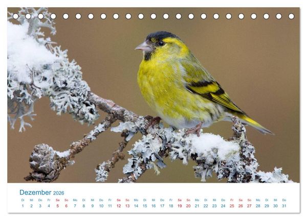 Produktbild: Singv&ouml;gel - 12 Arten im Garten (Tischkalender 2026 DIN A5 quer), CALVENDO Monatskalender