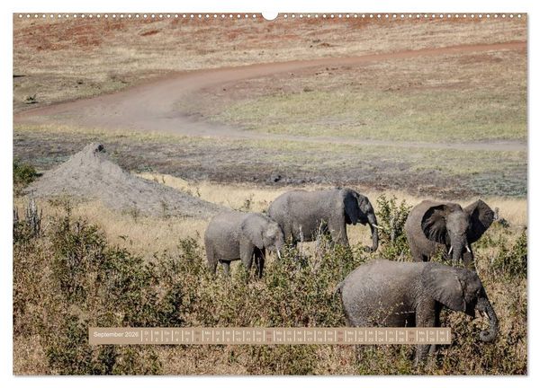 Produktbild: Afrikas Tierwelt - Wilde Elefanten (Wandkalender 2026 DIN A2 quer), CALVENDO Monatskalender