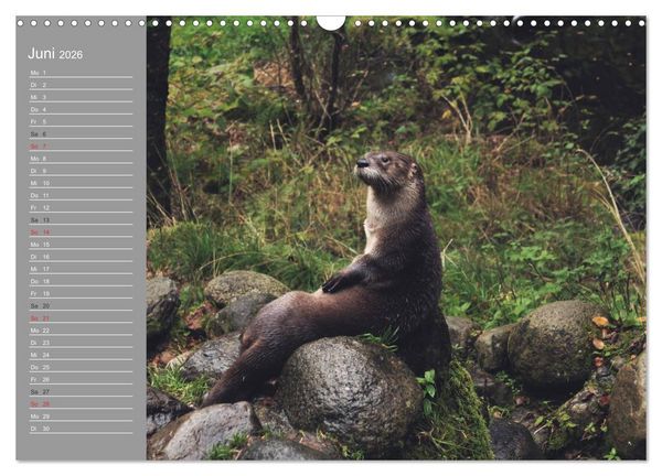 Produktbild: Otter. Frech, laut und clever (Wandkalender 2026 DIN A3 quer), CALVENDO Monatskalender