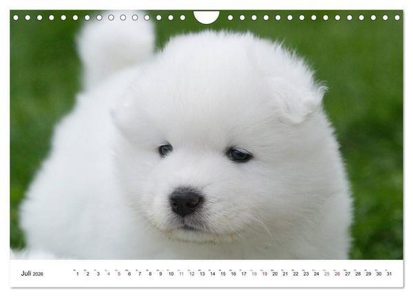 Produktbild: Samojeden Welpen (Wandkalender 2026 DIN A4 quer), CALVENDO Monatskalender