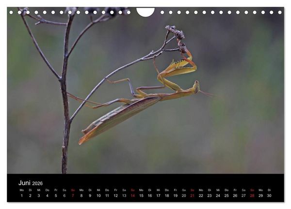 Produktbild: Faszination Gottesanbeterin - Die Welt der Mantis (Wandkalender 2026 DIN A4 quer), CALVENDO Monatskalender