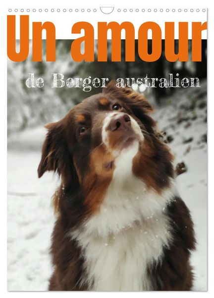 Un amour de berger australien (Calendrier mural 2026 DIN A3 horizontal), CALVENDO calendrier mensuel