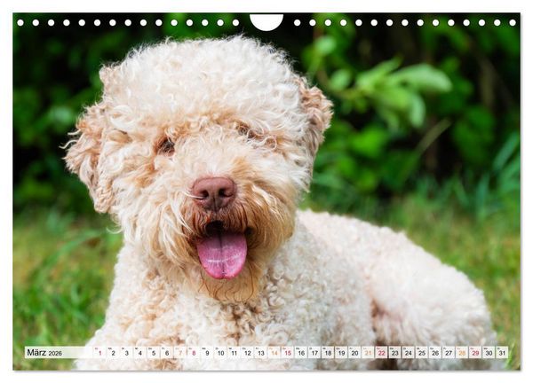 Produktbild: Lagotto Romagnolo - der Tr&uuml;ffelhund Italiens (Wandkalender 2026 DIN A4 quer), CALVENDO Monatskalender
