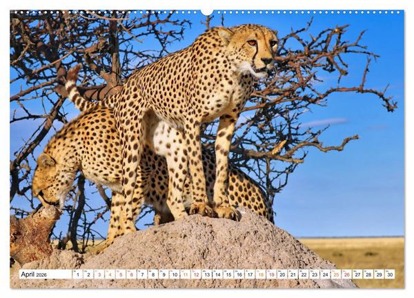 Produktbild: AUF BEUTEZUG (hochwertiger Premium Wandkalender 2026 DIN A2 quer), Kunstdruck in Hochglanz