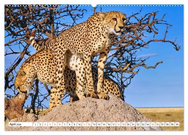 Produktbild: AUF BEUTEZUG (Wandkalender 2026 DIN A2 quer), CALVENDO Monatskalender