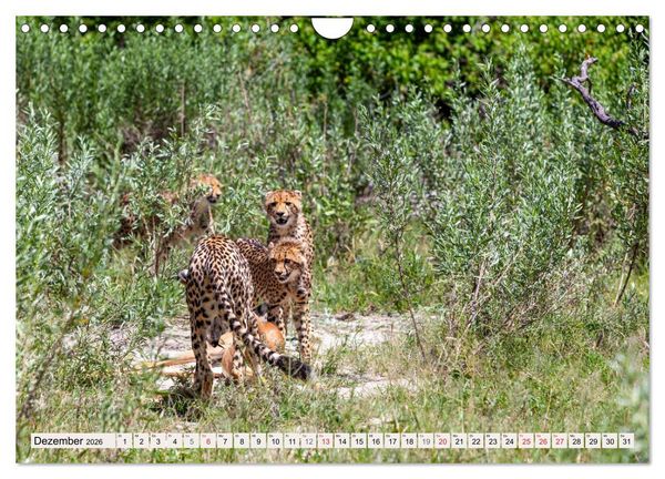 Produktbild: Afrikas wilde Katzen (Wandkalender 2026 DIN A4 quer), CALVENDO Monatskalender