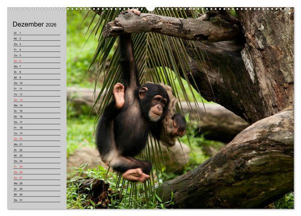 Produktbild: Schimpansen (hochwertiger Premium Wandkalender 2026 DIN A2 quer), Kunstdruck in Hochglanz
