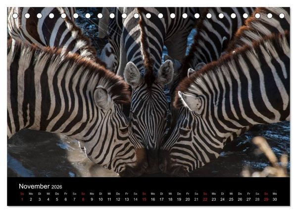 Produktbild: Zebras - Faszination der Streifen (Tischkalender 2026 DIN A5 quer), CALVENDO Monatskalender