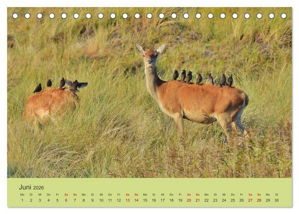 Produktbild: K&uuml;sten Hirsche - Rotwild auf dem Dar&szlig; (Tischkalender 2026 DIN A5 quer), CALVENDO Monatskalender
