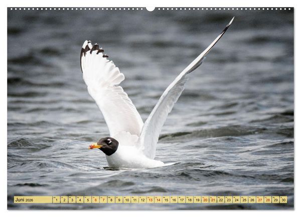 Produktbild: Donaudelta - Europas gro&szlig;es Vogelparadies (Wandkalender 2026 DIN A2 quer), CALVENDO Monatskalender