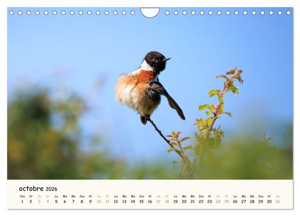 Produktbild: Chuchotements d'ailes - Une ann&eacute;e dans l'intimit&eacute; des oiseaux (Calendrier mural 2026 DIN A4 vertical), CALVENDO calendrier mensuel