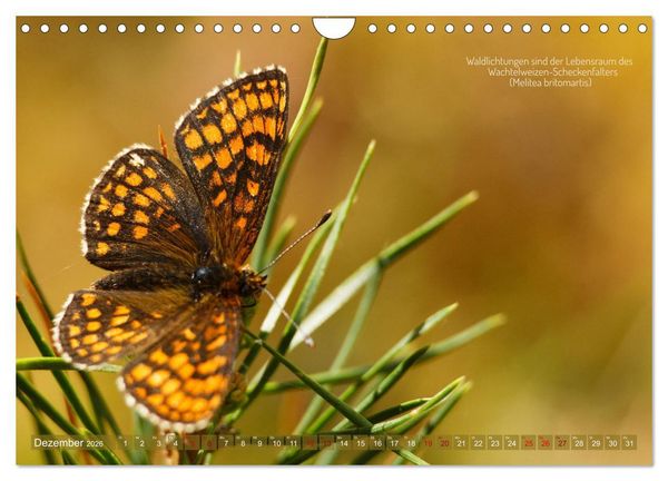 Produktbild: Frankens Insekten (Wandkalender 2026 DIN A4 quer), CALVENDO Monatskalender