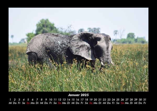 Produktbild: Der Elefantenkalender 2025 Fotokalender DIN A3