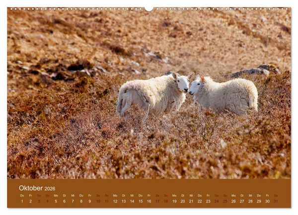 Produktbild: Unter Schafen - Wegbegleiter auf Reisen (hochwertiger Premium Wandkalender 2026 DIN A2 quer), Kunstdruck in Hochglanz