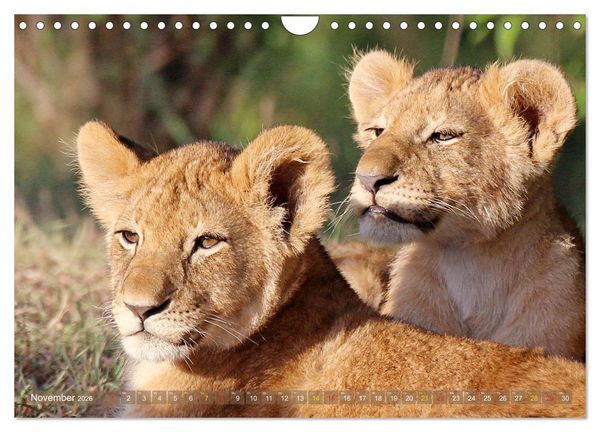 Produktbild: L&ouml;wen und Leoparden - Begegnungen in Afrika (Wandkalender 2026 DIN A4 quer), CALVENDO Monatskalender
