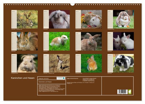 Produktbild: Kaninchen und Hasen (Wandkalender 2026 DIN A2 quer), CALVENDO Monatskalender