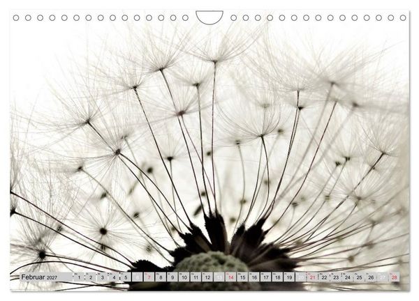 Produktbild: PusteblumenZauber (Wandkalender 2027 DIN A4 quer), CALVENDO Monatskalender