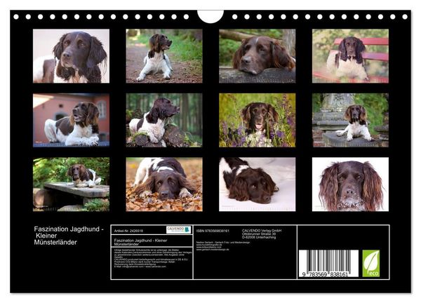 Produktbild: Faszination Jagdhund - Kleiner M&uuml;nsterl&auml;nder (Wandkalender 2027 DIN A4 quer), CALVENDO Monatskalender