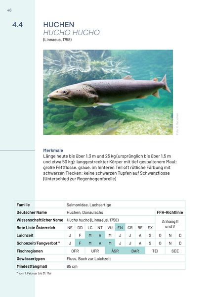 Produktbild: Neunaugen, Fische, Flusskrebse und Großmuscheln in Salzburg