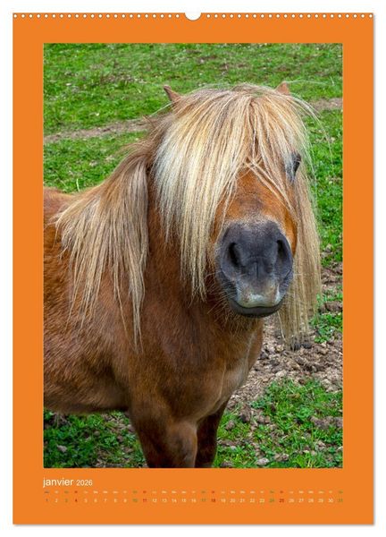 Produktbild: Beaut&eacute; rustique Regards animaliers (Calendrier mural 2026 DIN A2 horizontal) calendrier de bureau